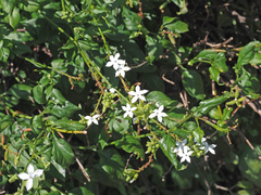 Plumbago zeylanica