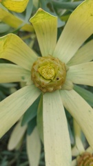 Leucadendron tinctum