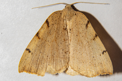 Sestra humeraria