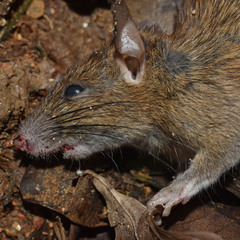 Rattus
