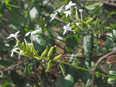 Plumbago zeylanica