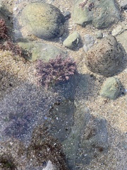 Corallina officinalis