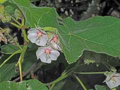 Dombeya burgessiae