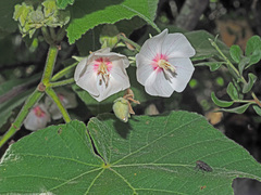Dombeya burgessiae