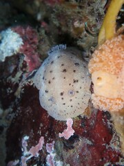 Alloiodoris lanuginata