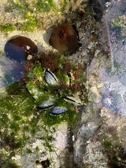 Mytilus galloprovincialis
