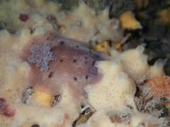 Alloiodoris lanuginata