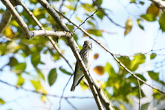 Muscicapa griseisticta