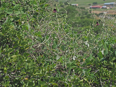 Macroptilium atropurpureum