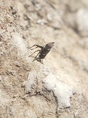 Orgeriinae