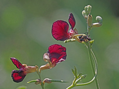 Macroptilium atropurpureum