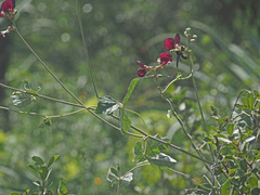 Macroptilium atropurpureum