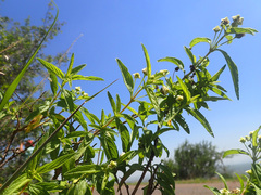 Lippia javanica