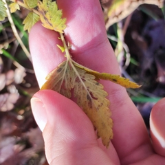 Agrimonia eupatoria