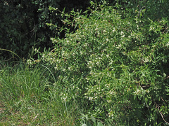 Lippia javanica