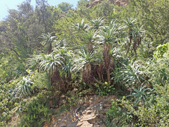 Aloe arborescens