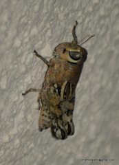 Indomerus noxius