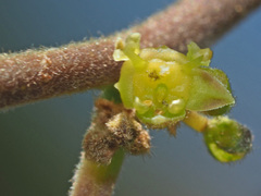 Ziziphus mucronata