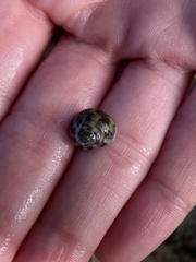 Steromphala umbilicalis