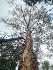 Eucalyptus racemosa