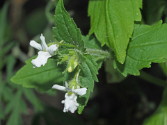 Nemesia silvatica
