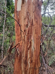 Eucalyptus racemosa