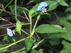 Commelina eckloniana