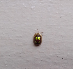 Charidotis ocularis