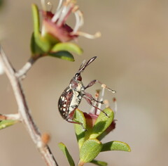 Meriphus guttatus