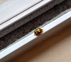 Charidotis ocularis