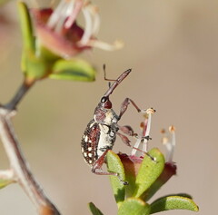 Meriphus guttatus