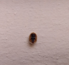Charidotis ocularis