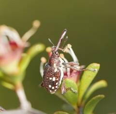Meriphus guttatus