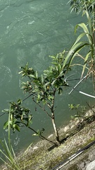 Ficus