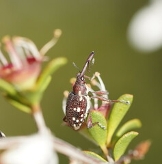 Meriphus guttatus