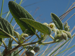 Hermannia geniculata
