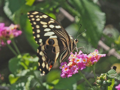 Papilio demodocus demodocus