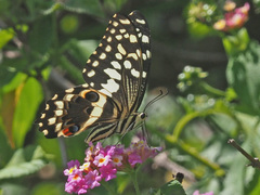 Papilio demodocus demodocus