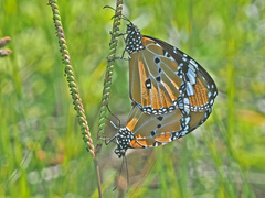 Danaus chrysippus orientis