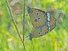 Danaus chrysippus orientis