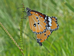 Danaus chrysippus orientis