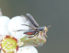 Lemidia
