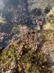 Corallina officinalis