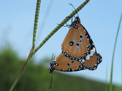 Danaus chrysippus orientis