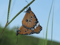 Danaus chrysippus orientis
