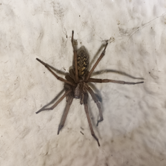 Eratigena