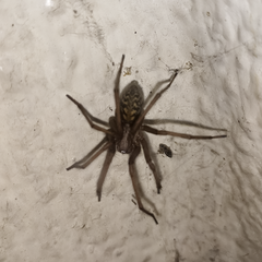 Eratigena