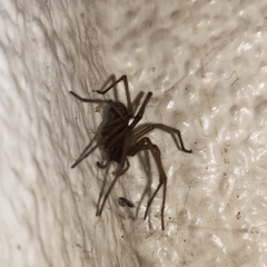 Eratigena