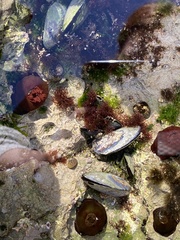 Mytilus galloprovincialis