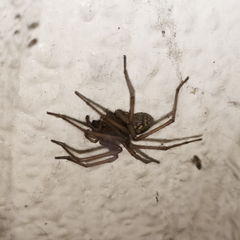 Eratigena